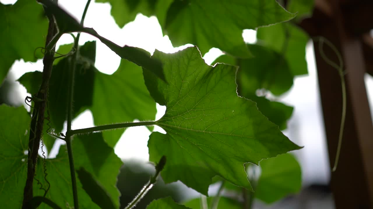 在晨风和阳光模糊的背景下，把大叶子的常春藤凑起来。视频素材