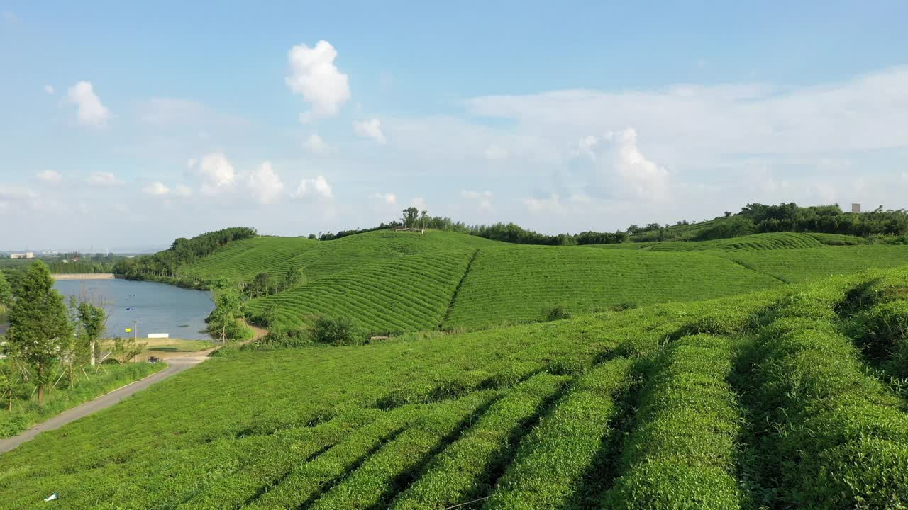 山地茶园视频素材