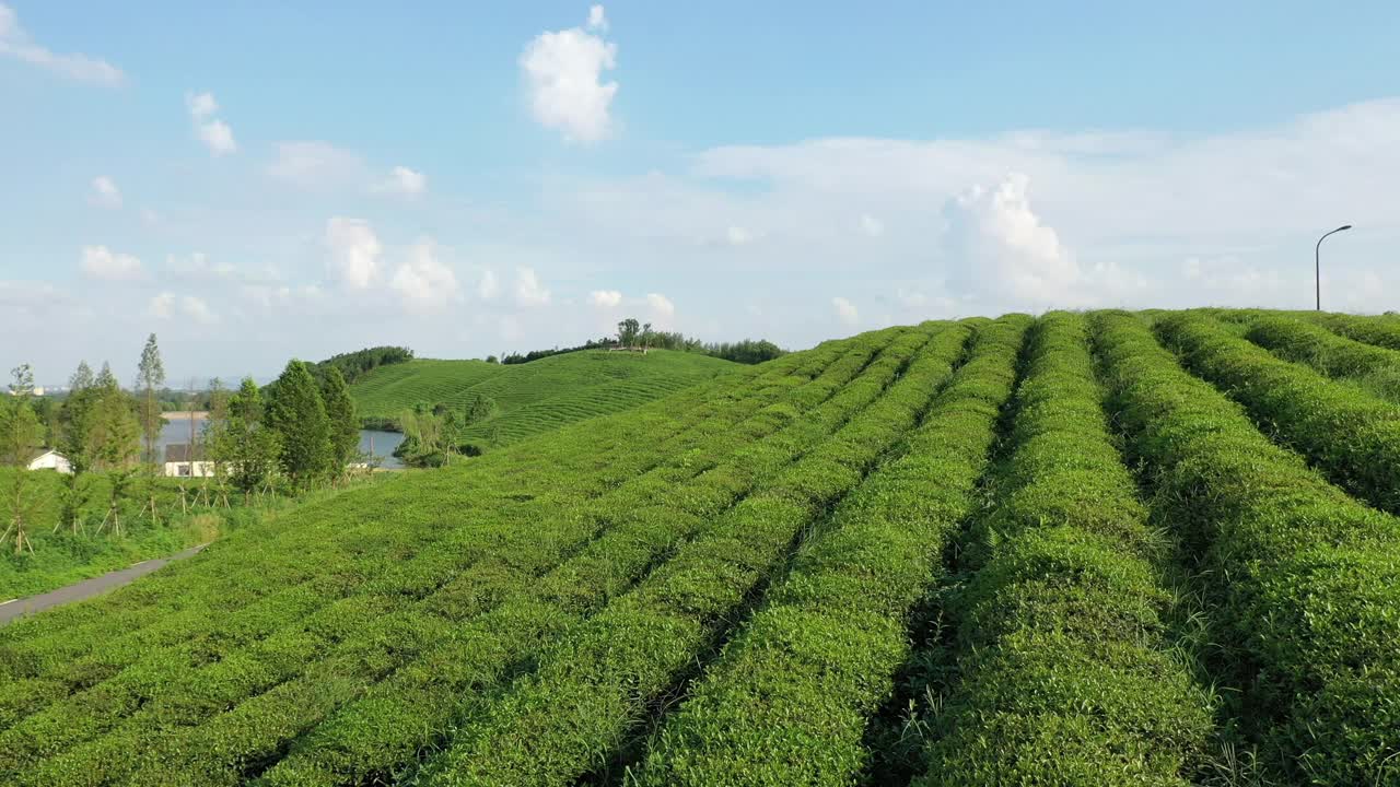 山地茶园视频素材