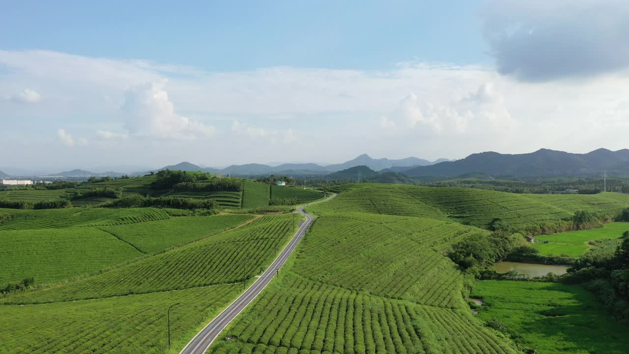 山地茶园视频素材