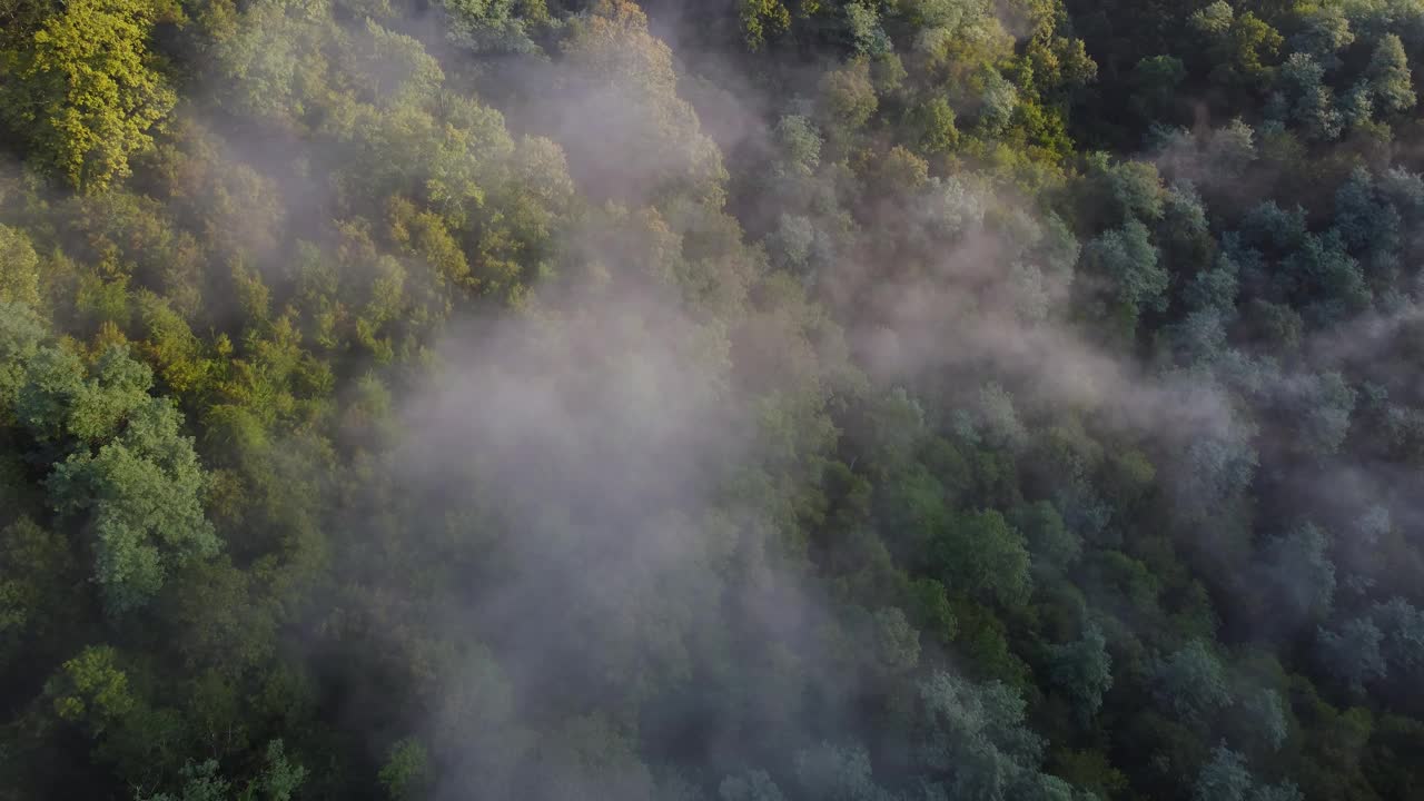 清新的空气从清晨雾蒙蒙的山林中飘来视频素材