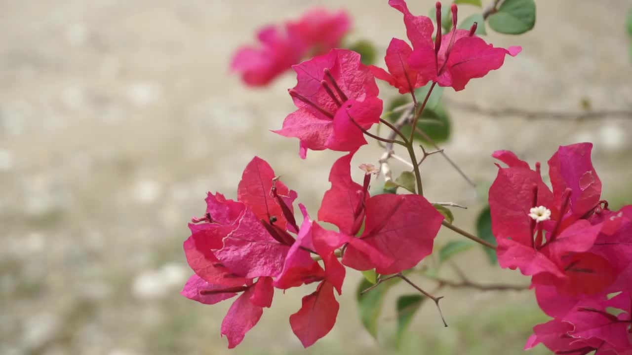 小三角梅(bougainvillea glabra)被风吹着。视频素材