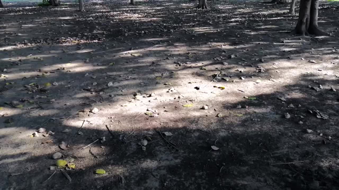 树叶在微风中飞舞-地上的影子视频素材