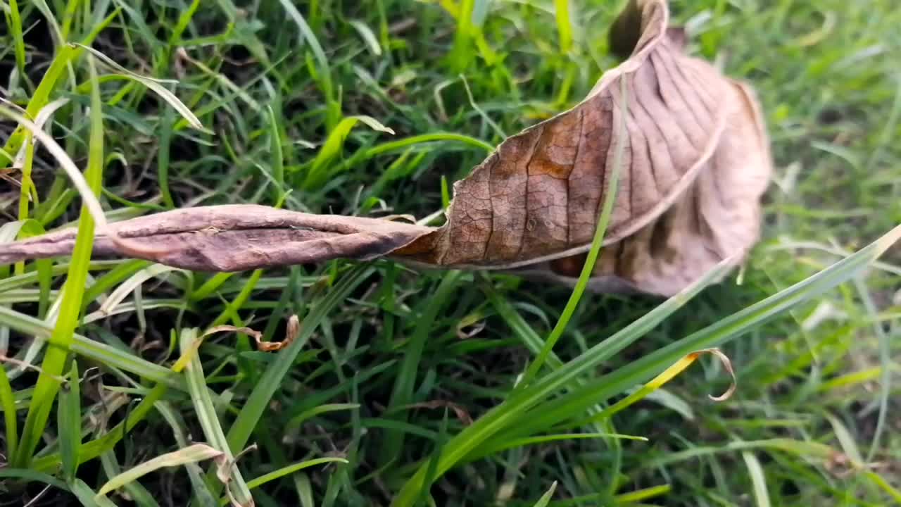 绿草在微风中吹拂-夕阳的光芒视频素材