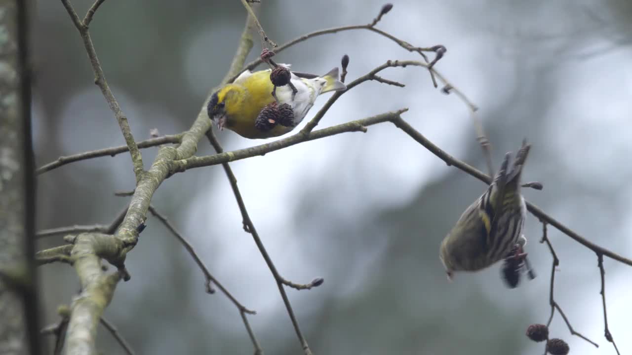 白俄罗斯的欧亚siskin (Spinus Spinus)吃桤木种子视频素材