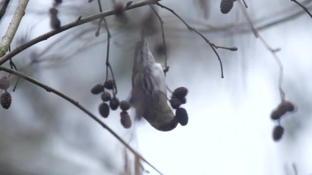 白俄罗斯的欧亚siskin (Spinus Spinus)吃桤木种子视频素材