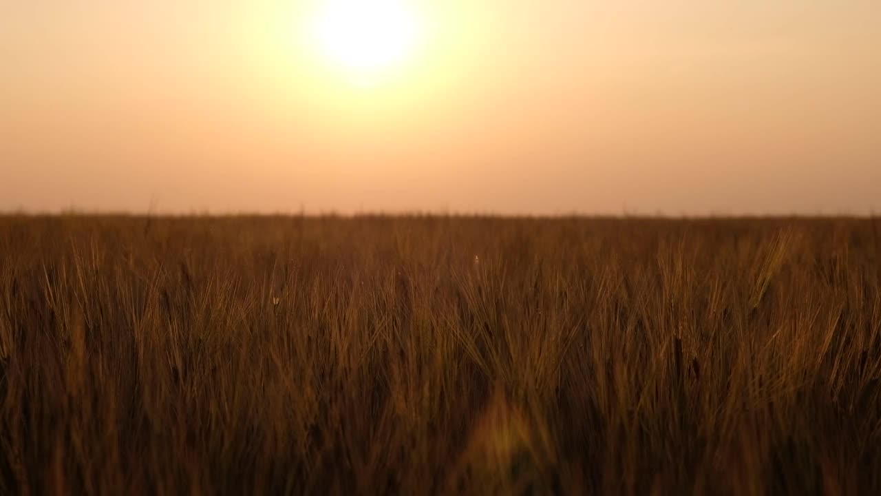 麦田。夕阳西下，金黄的麦穗在田里成行。农业收割小麦。丰收的概念视频素材