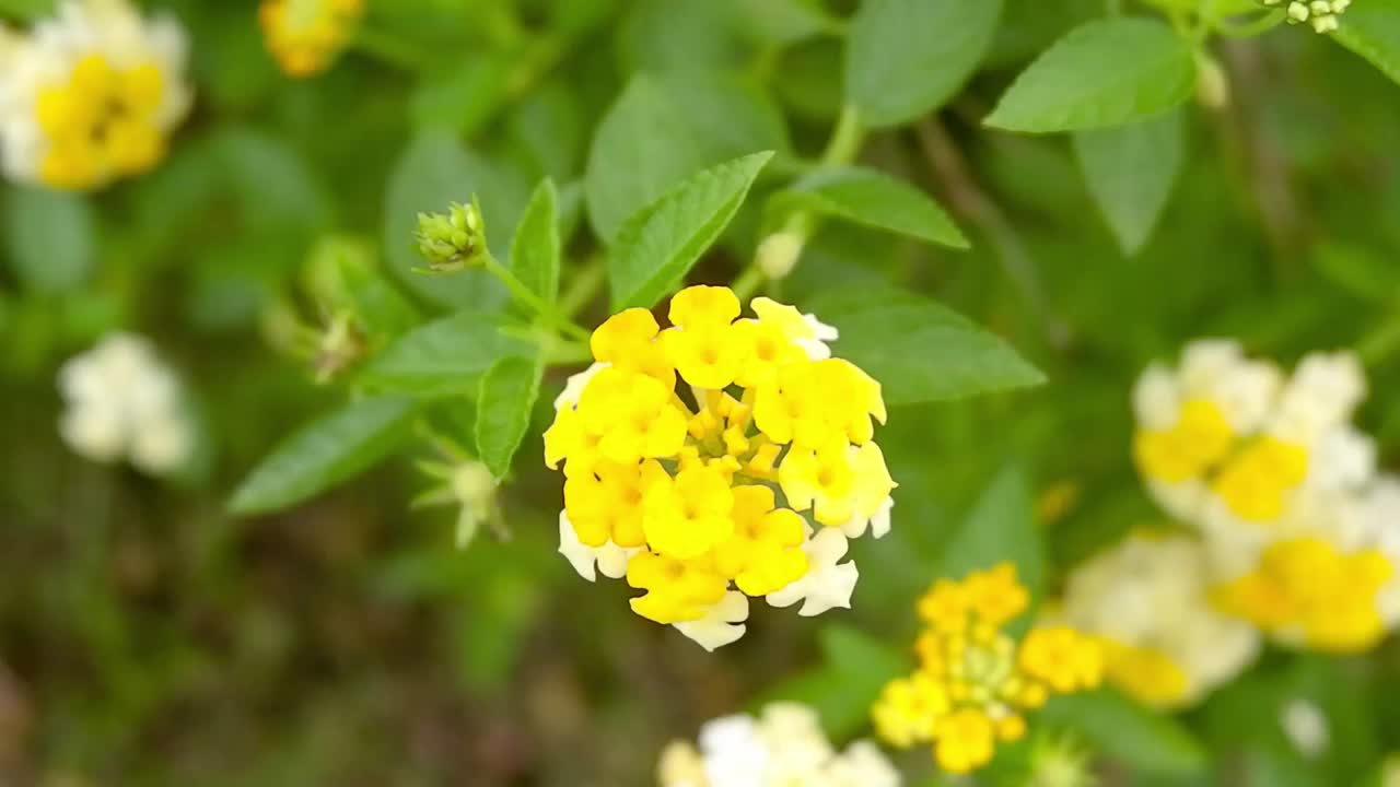 黄白花视频下载