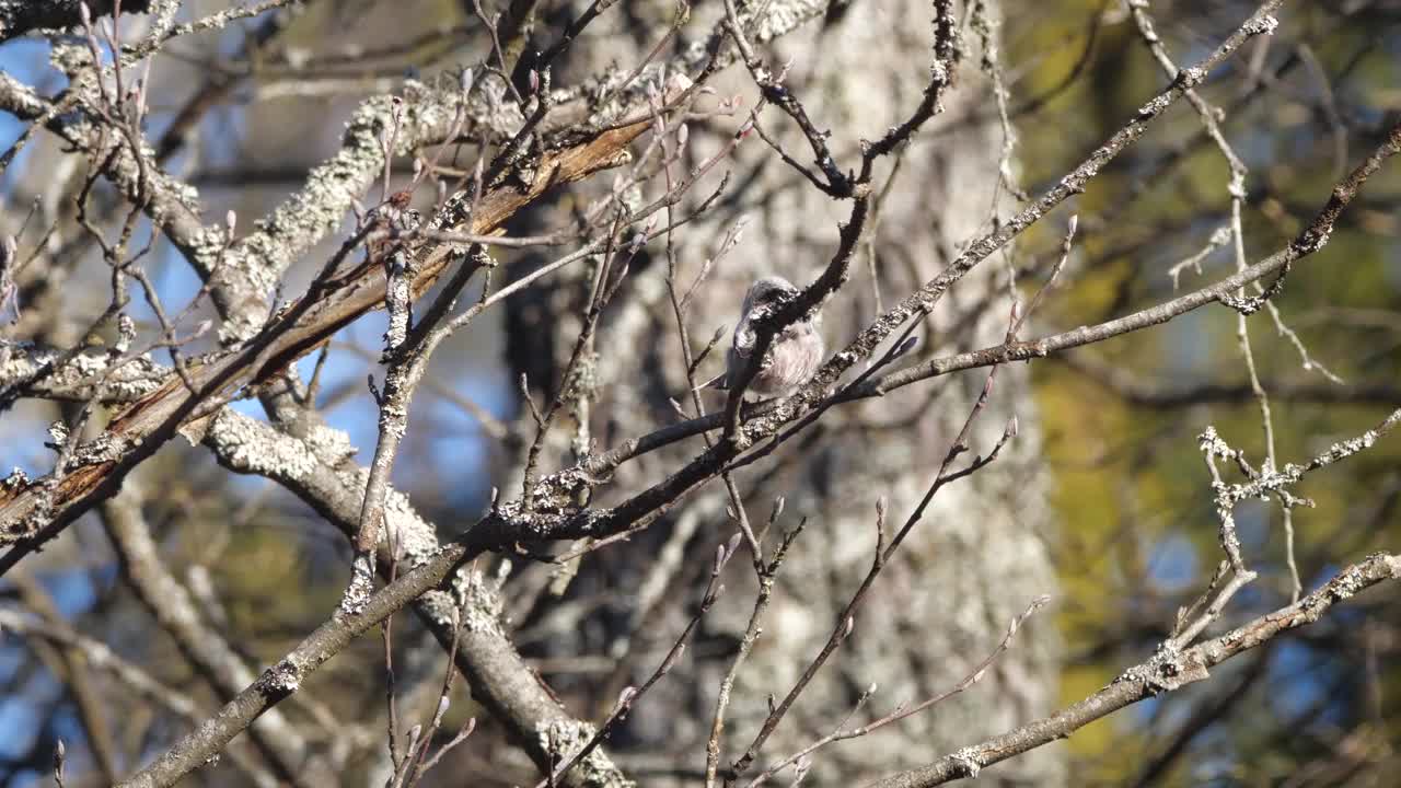 白俄罗斯，长尾山雀或长尾山雀(Aegithalos caudatus)春季筑巢视频素材