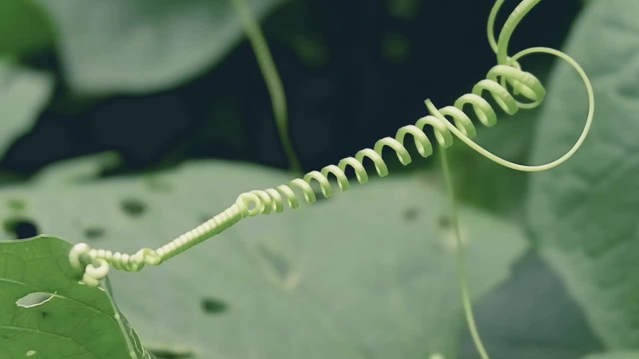 甘巴斯蔬菜正在蔓延视频下载