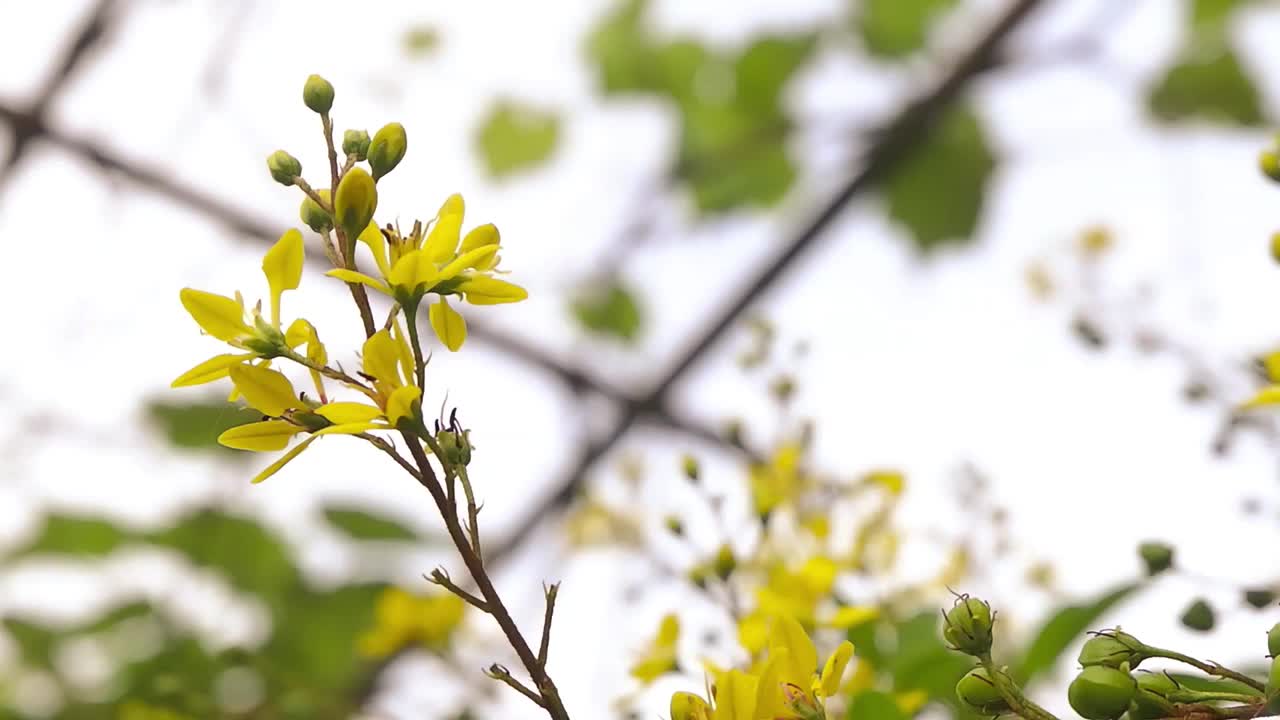 黄色的花视频下载