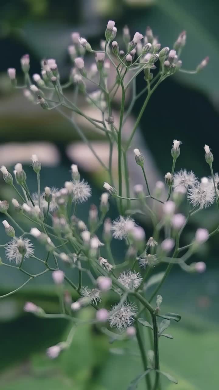 小的花视频下载