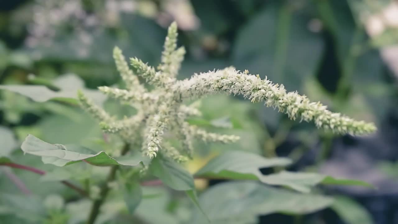 菠菜的花视频下载