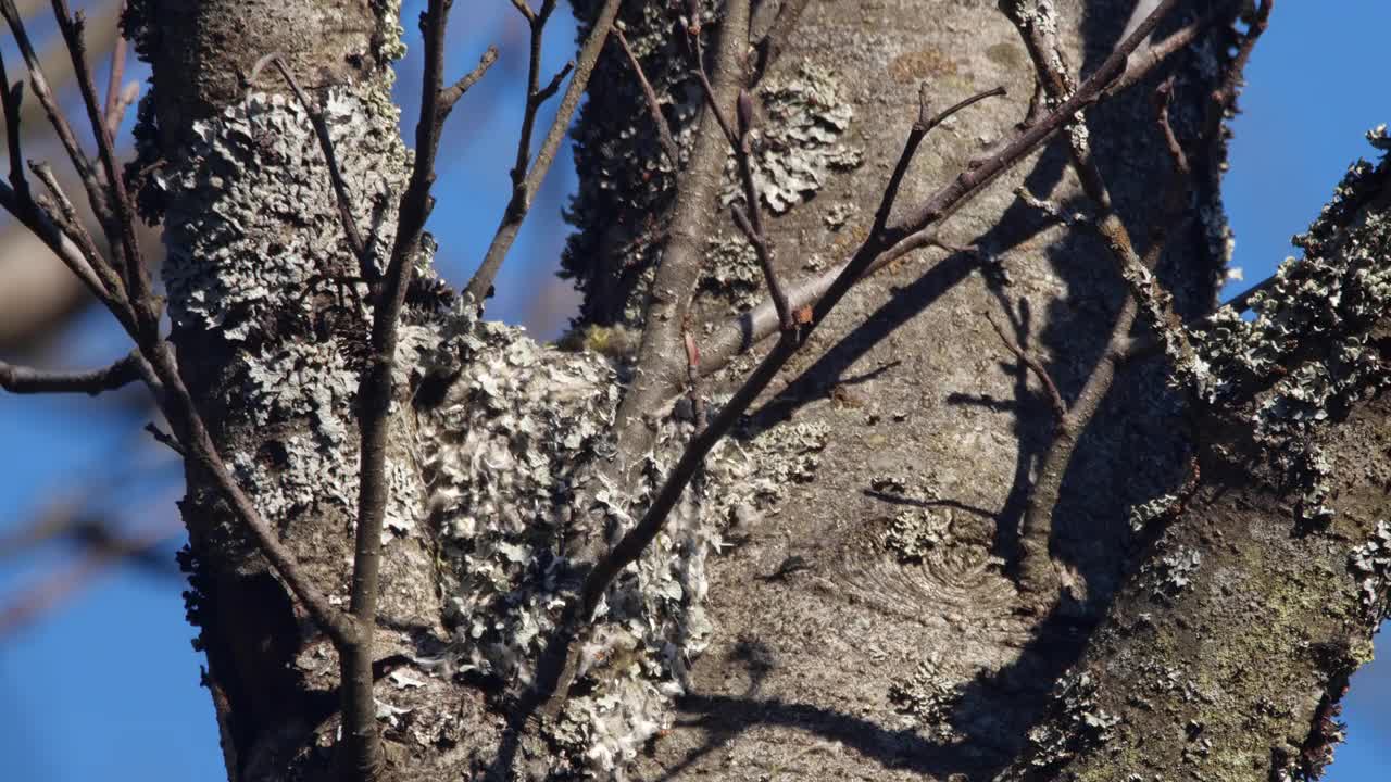 白俄罗斯，长尾山雀或长尾山雀(Aegithalos caudatus)春季筑巢视频素材