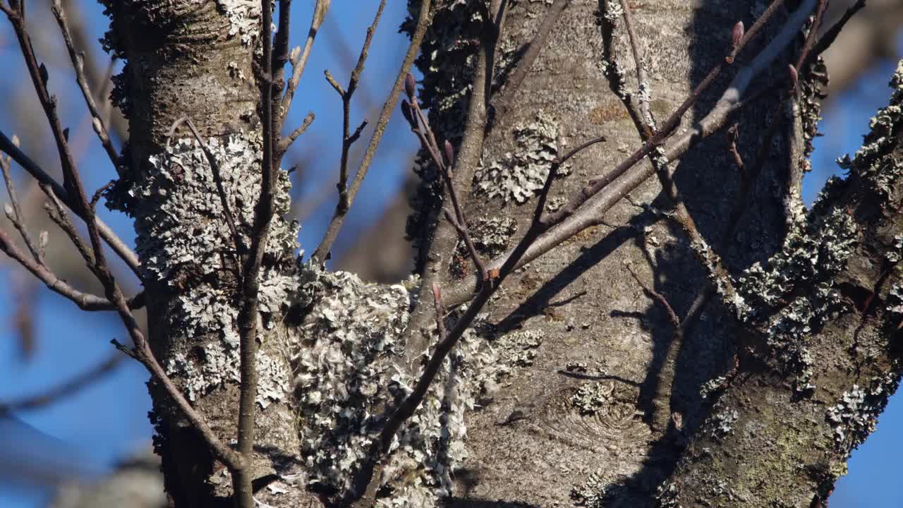 白俄罗斯，长尾山雀或长尾山雀(Aegithalos caudatus)春季筑巢视频素材