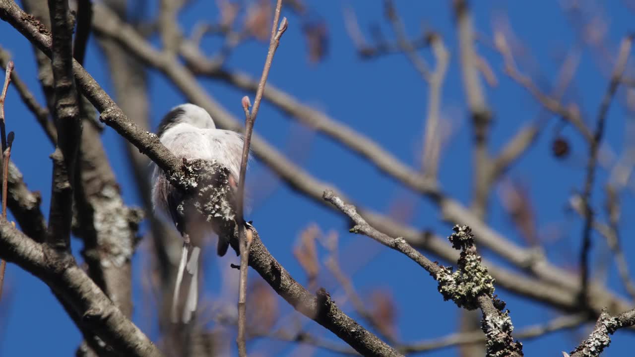 白俄罗斯，长尾山雀或长尾山雀(Aegithalos caudatus)春季筑巢视频素材