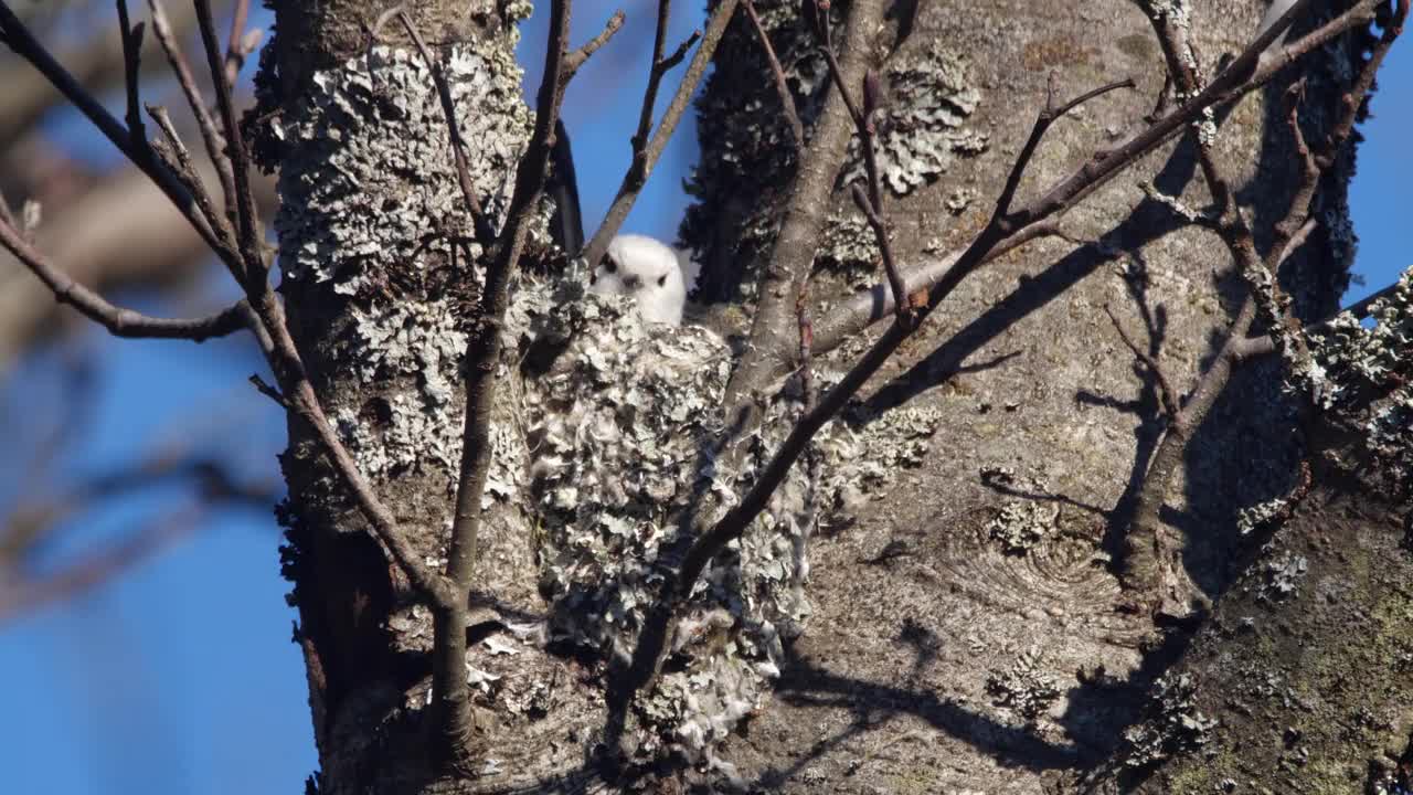 白俄罗斯，长尾山雀或长尾山雀(Aegithalos caudatus)春季筑巢视频素材