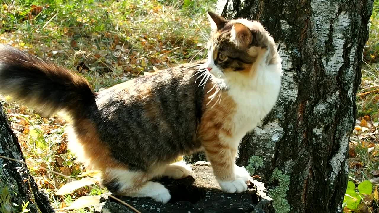 小三色小猫坐在森林里的树桩上视频下载