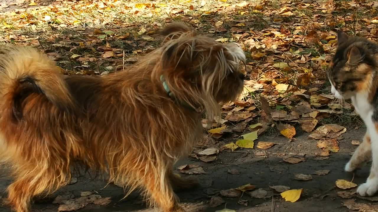 在秋天的森林里散步的毛毛姜狗正在和一只小猫玩耍。视频素材