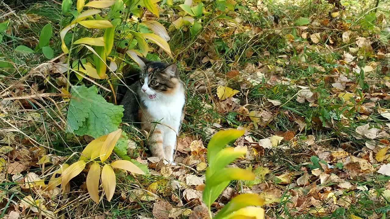 小三色小猫坐在秋天森林的草地上视频下载