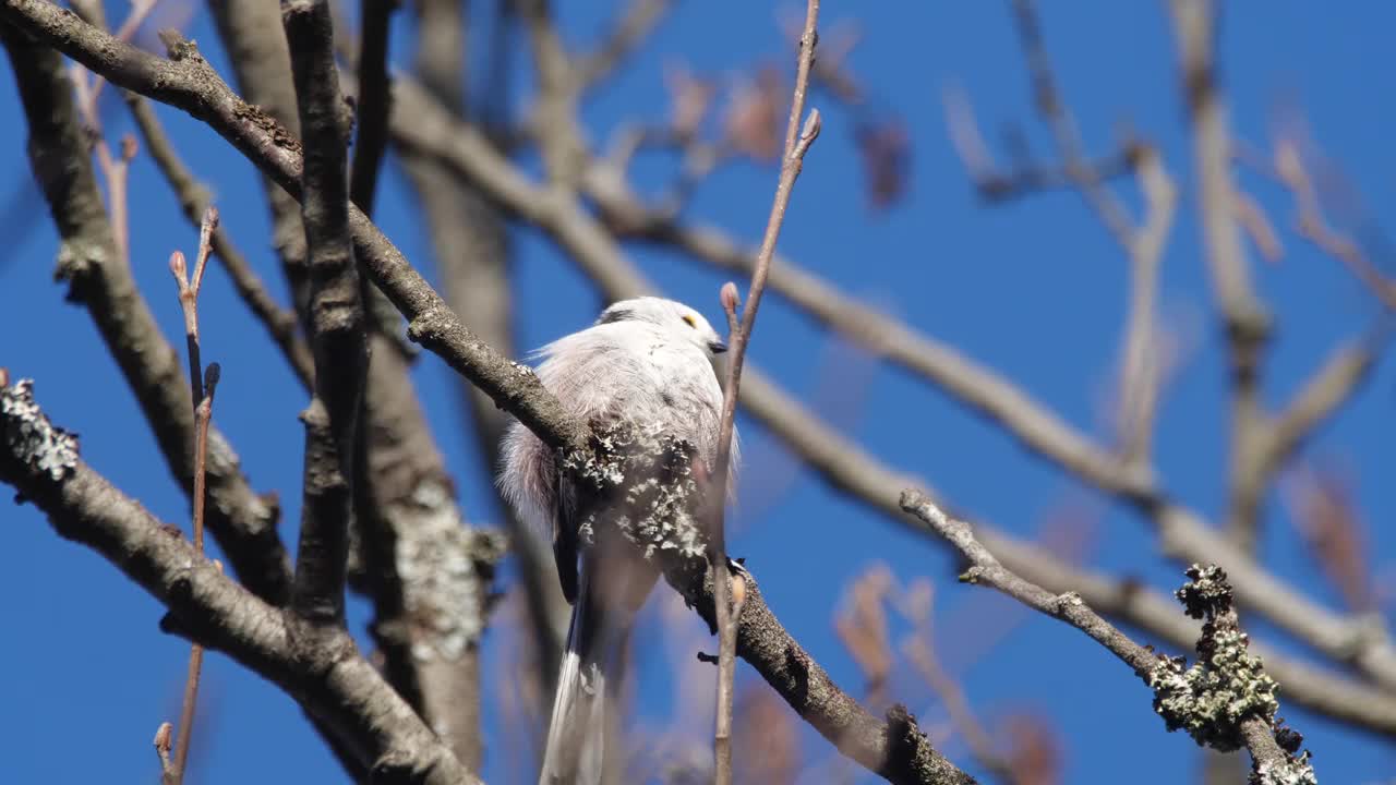 白俄罗斯，长尾山雀或长尾山雀(Aegithalos caudatus)春季筑巢视频素材