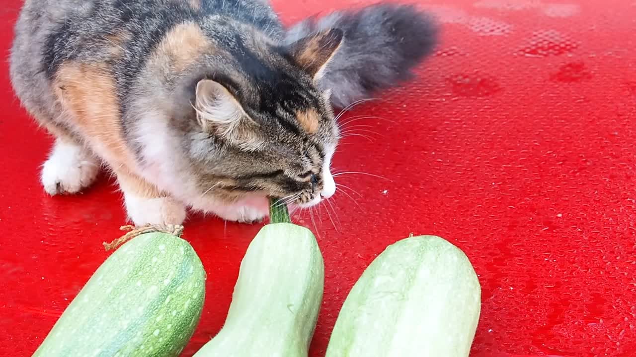 年轻的三色小猫在红色背景上啃着西葫芦。视频下载