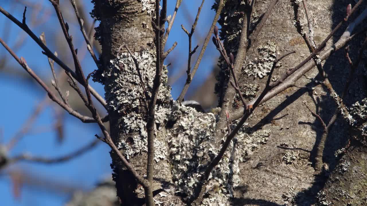 白俄罗斯，长尾山雀或长尾山雀(Aegithalos caudatus)春季筑巢视频素材