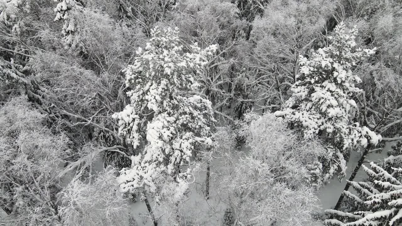 新年的冬季森林被大雪覆盖，鸟瞰图。视频素材