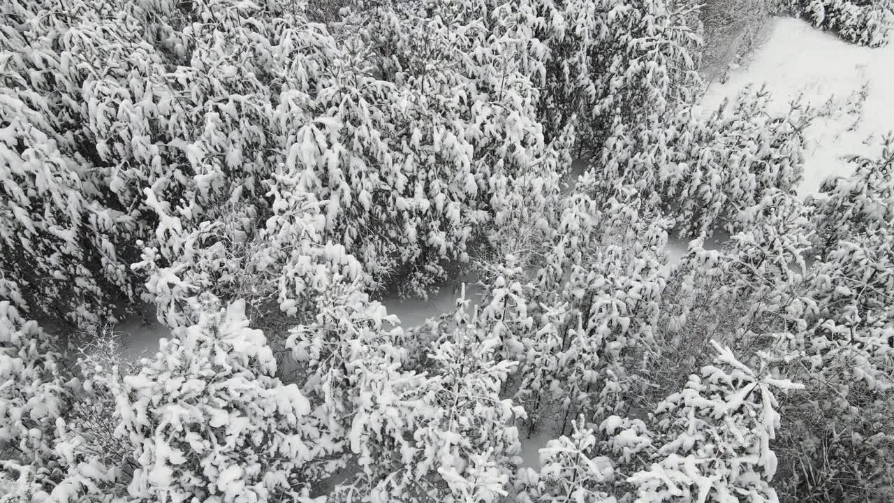 新年的冬季森林有趣地覆盖着雪，鸟瞰。视频素材