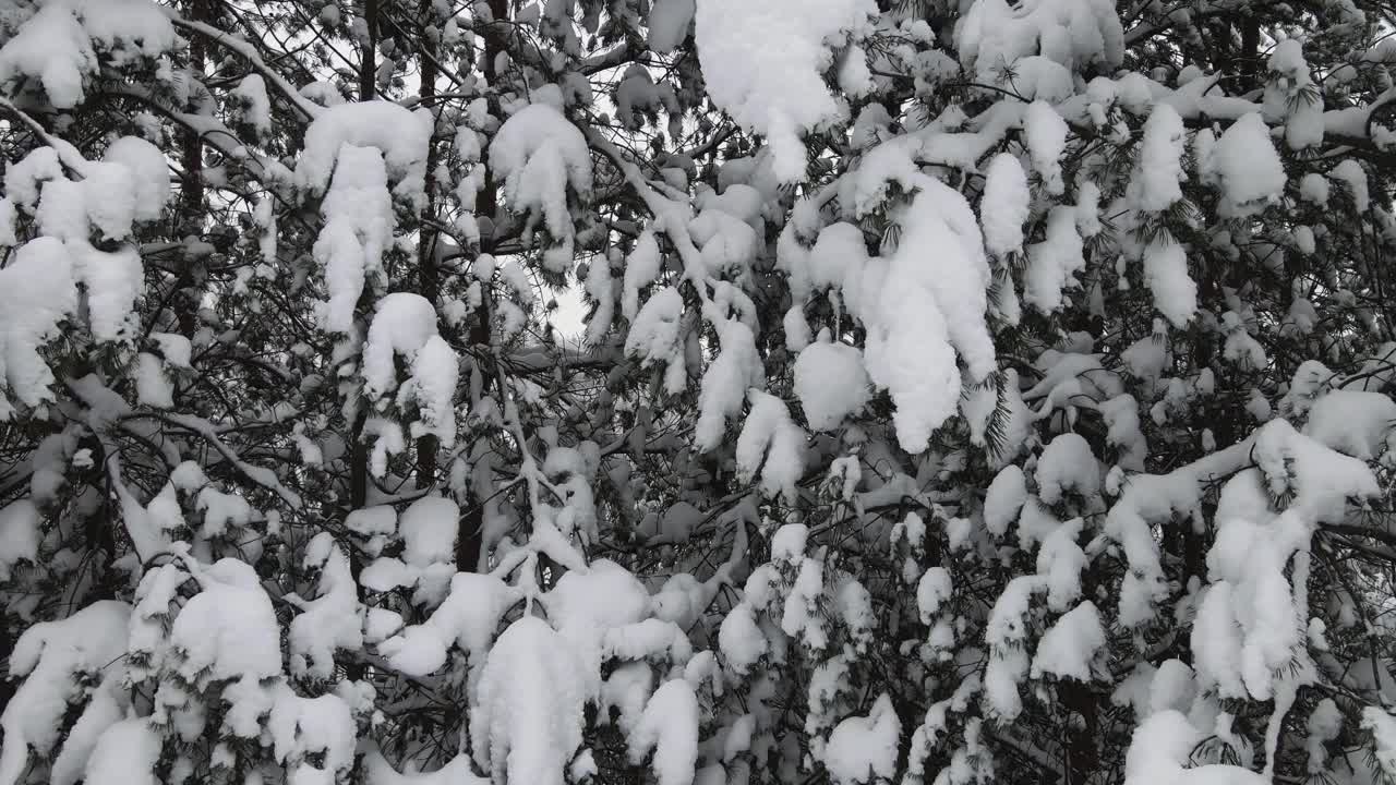 圣诞冬季森林喜气洋洋地覆盖着雪花，鸟瞰。视频素材