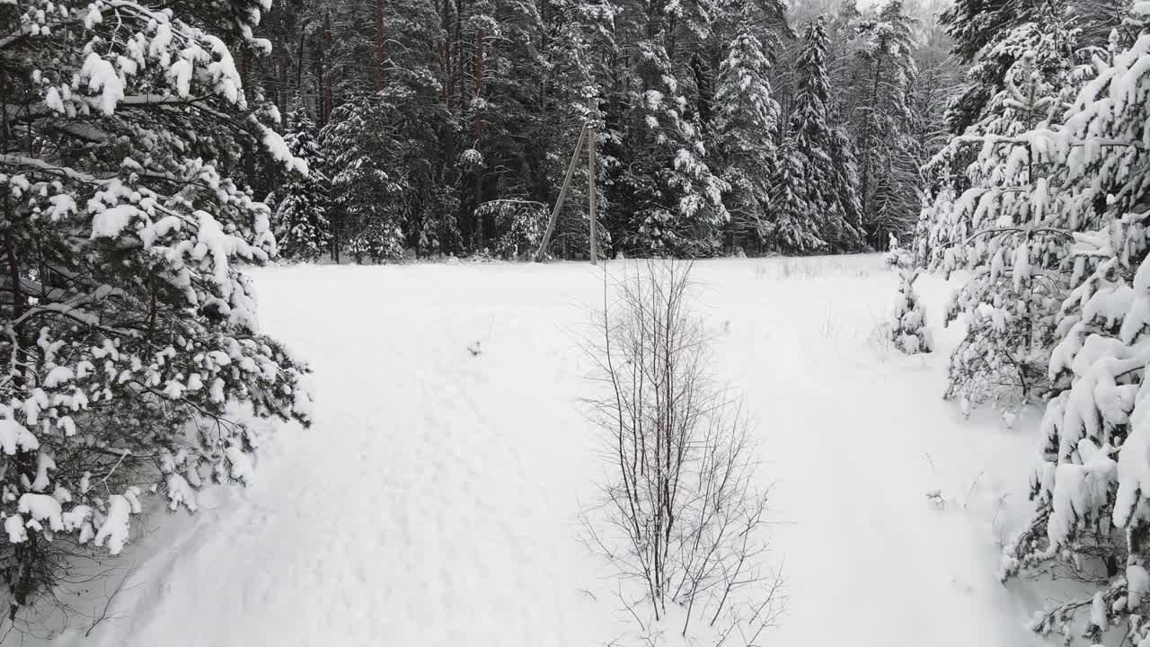 圣诞节冬天森林美丽地覆盖着雪，鸟瞰。视频素材