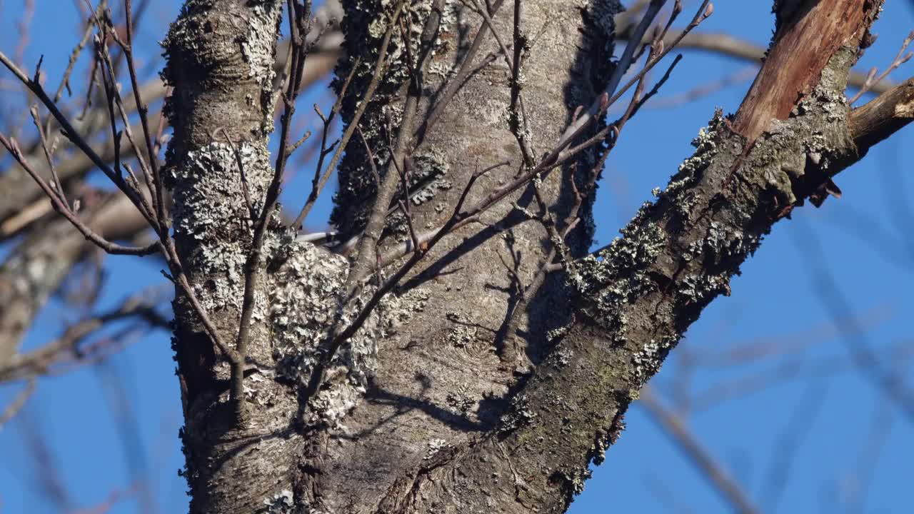 白俄罗斯，长尾山雀或长尾山雀(Aegithalos caudatus)春季筑巢视频素材