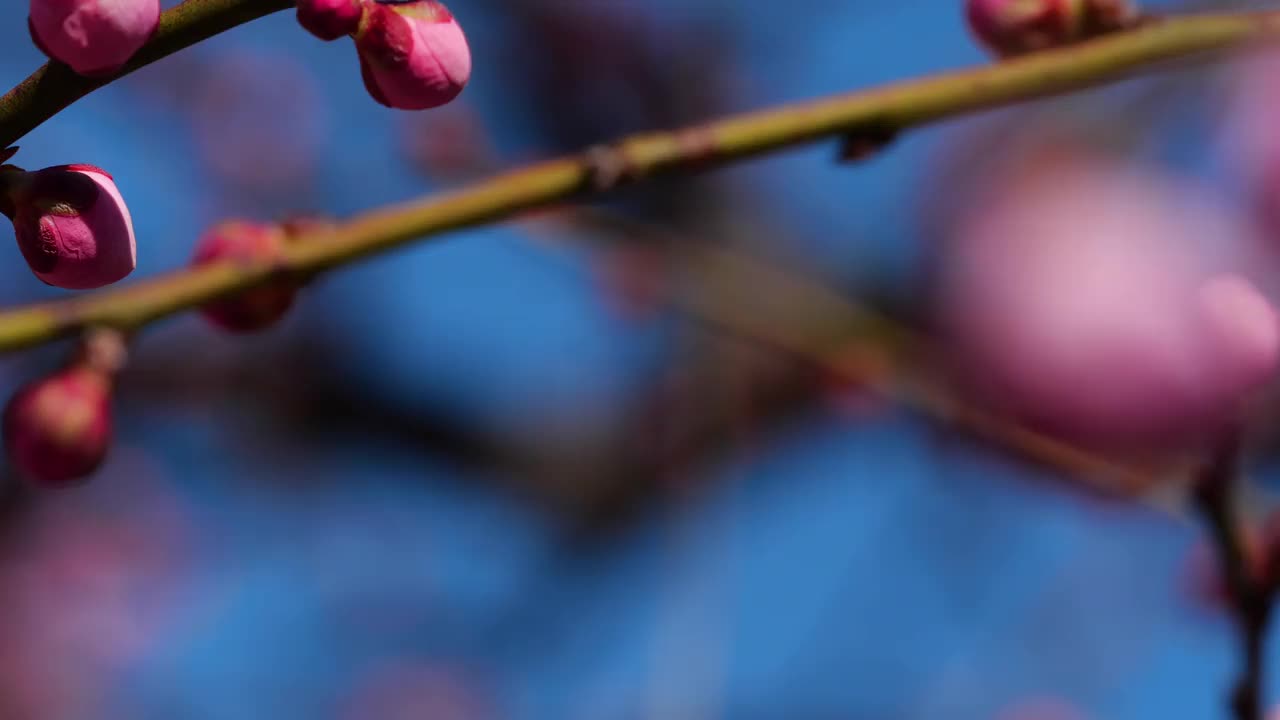 粉色的梅花绽放。粉色的梅花。视频素材