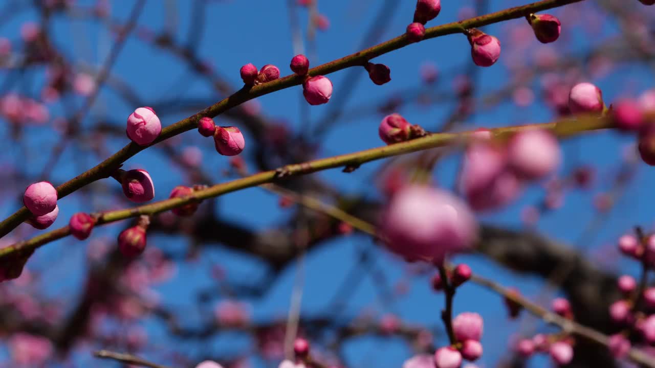 粉色的梅花绽放。粉色的梅花。视频素材