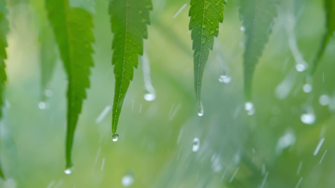 慢动作雨滴滴从绿叶蕨在下雨。特写水滴绿色叶子前景。微雨落在绿色植物叶子上。平静放松冥想和平的背景。视频素材