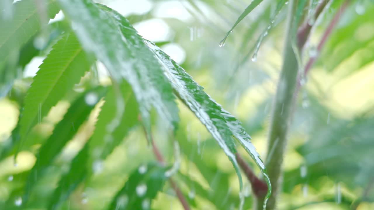 慢动作雨滴滴从绿叶蕨在下雨。特写水滴绿色叶子前景。微雨落在绿色植物叶子上。平静放松冥想和平的背景。视频素材