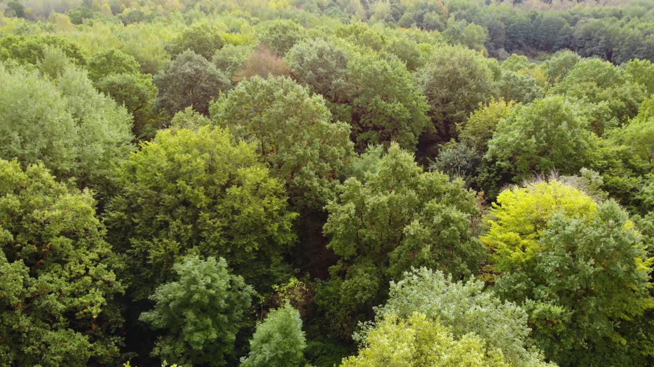 秋天的森林空中无人机视图。秋天森林鸟瞰图。秋天景观与红黄绿树。混交林，绿色针叶树，落叶的黄叶。自然环境背景视频素材