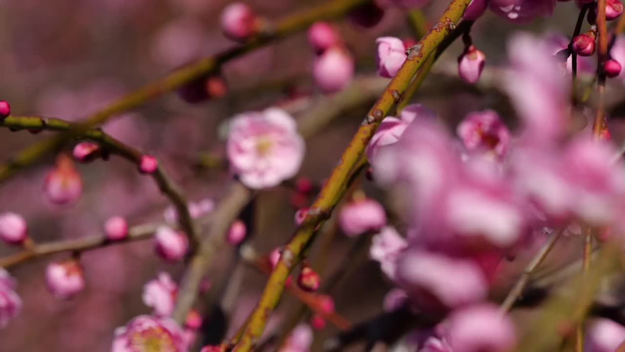 粉色的梅花绽放。粉色的梅花。视频素材