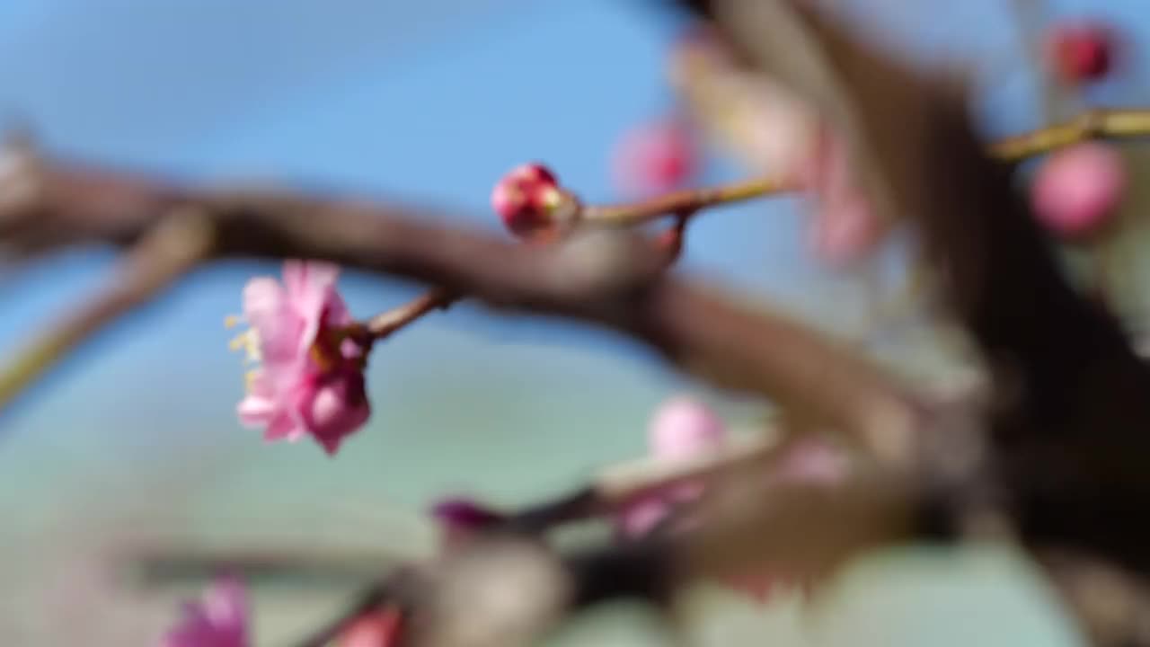 粉色的梅花绽放。粉色的梅花。视频素材