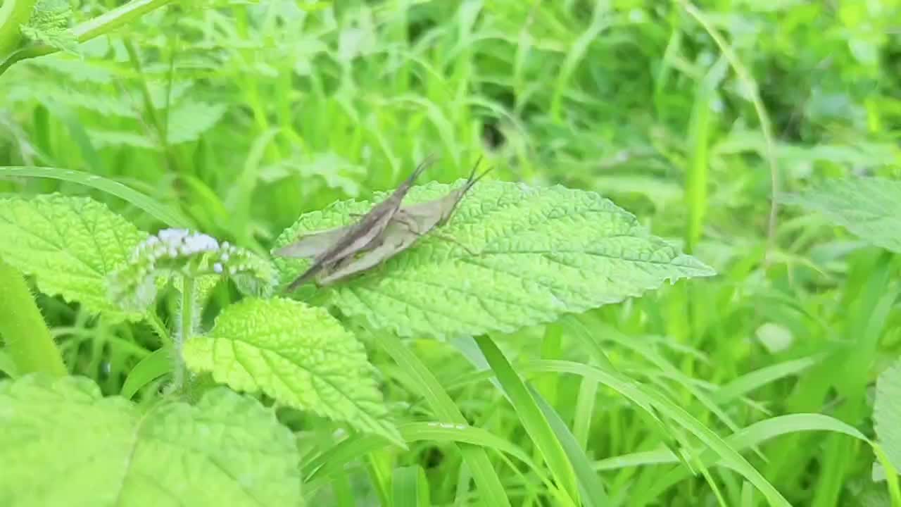 两只蚱蜢在一片叶子上繁殖视频素材