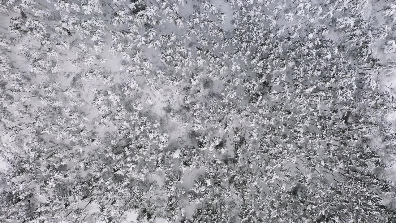 空中从上往下拍摄的针叶树森林与积雪。视频素材