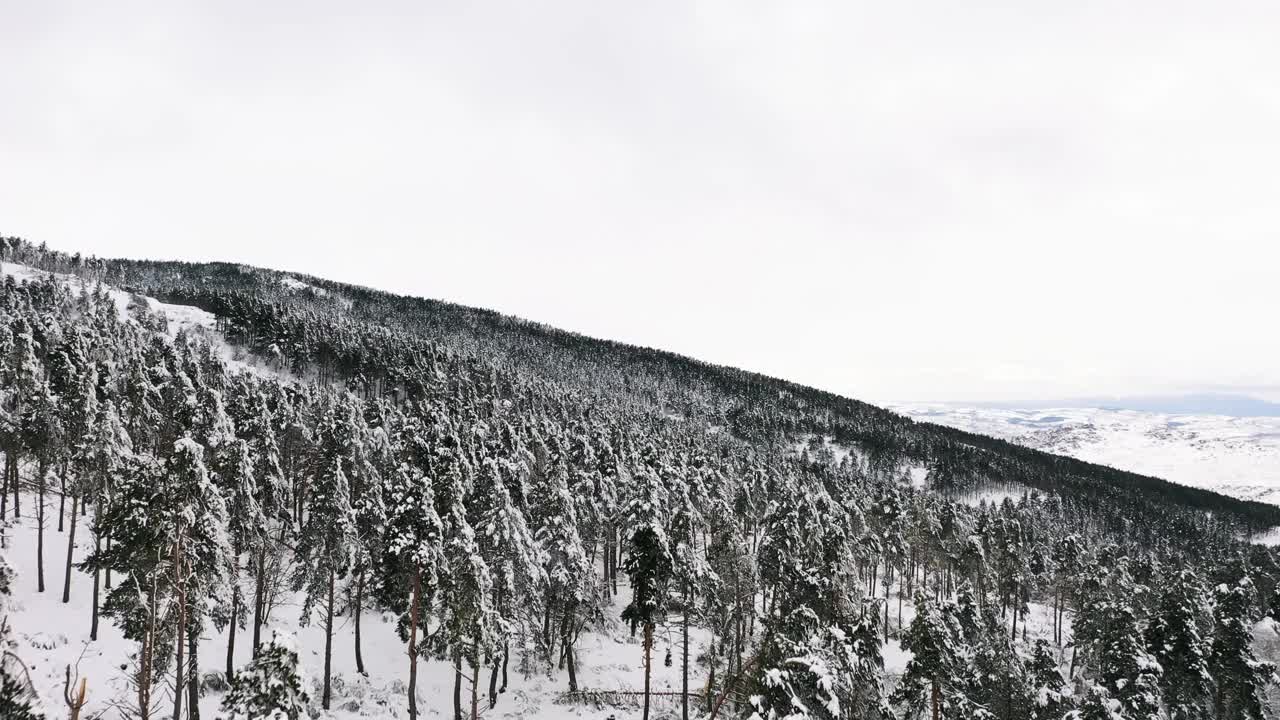 电影航拍山坡森林景观在冬季视频下载