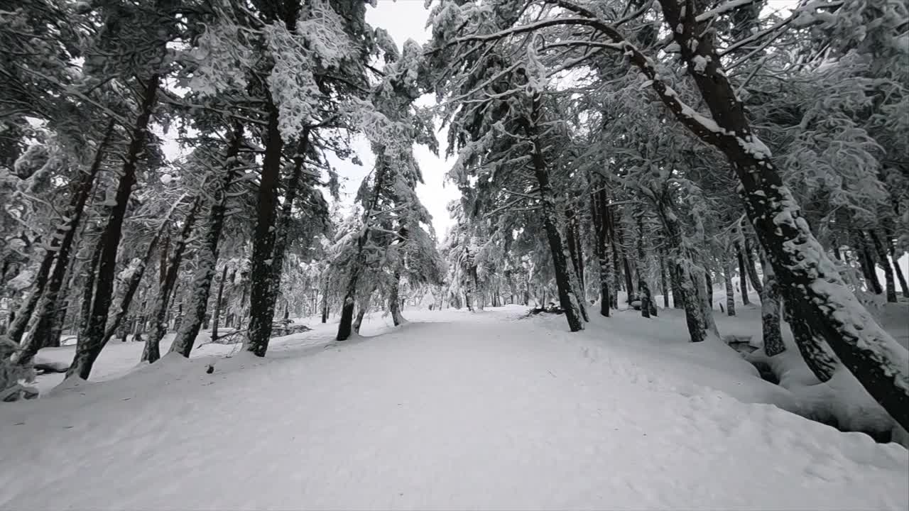 机载相机视图FPV无人机在冬季森林下雪后飞行。视频素材