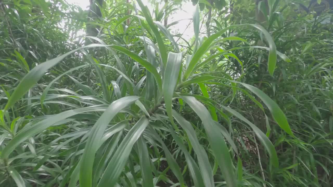 绿色植物的叶子在风中飘扬。农业花园自然背景素材。视野水平。水平的。关闭了。视频素材