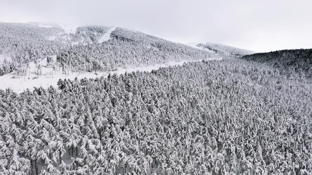 冬季仙境鸟瞰图，雪山松树林。视频素材