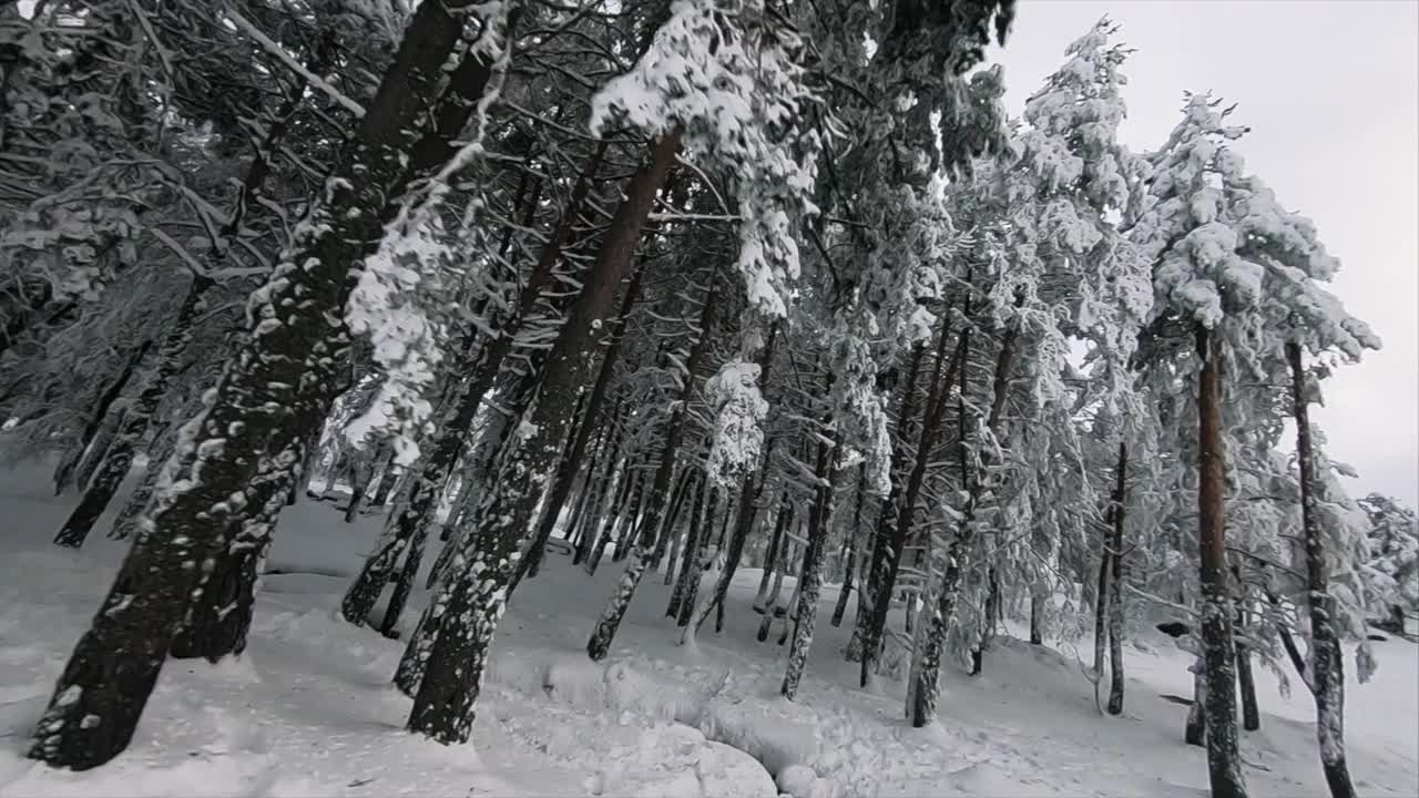 令人难以置信的熟练的FPV竞赛无人机在雪域滑雪胜地森林飞行。视频下载