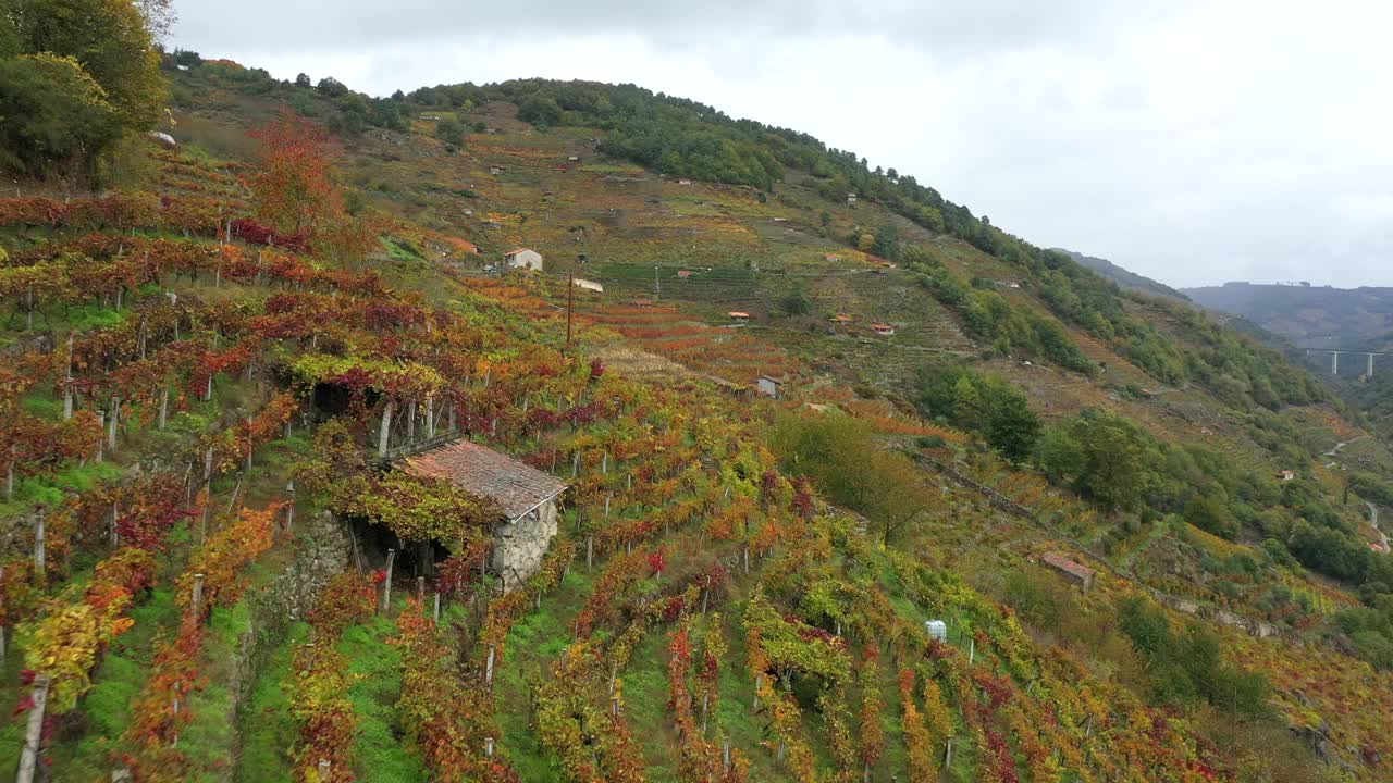 飞行在美丽的葡萄园在山上秋天- Ribeira Sacra，加利西亚，西班牙-空中无人机视频下载