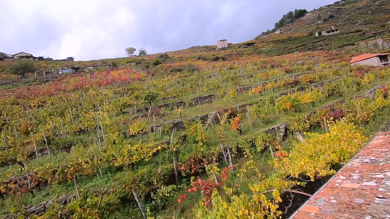 高速摄像机低飞上山秋天葡萄藤葡萄园视频下载