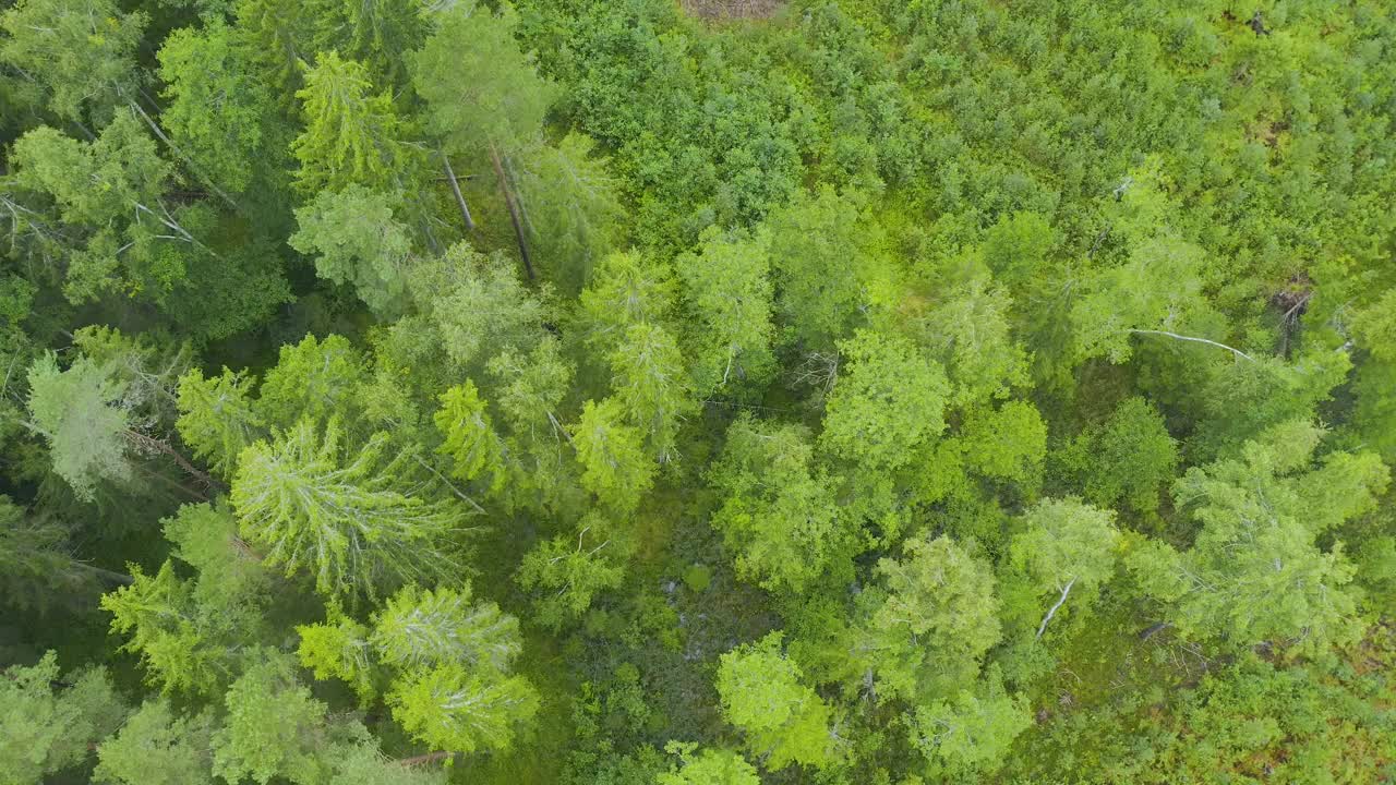 正上方全帧拍摄的绿色松林视频素材