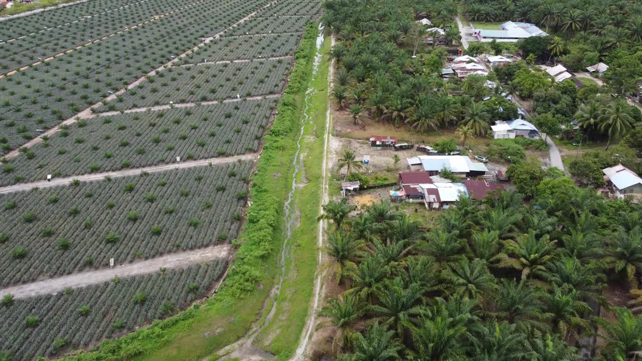 鸟瞰图小村庄旁边的油棕种植园视频素材